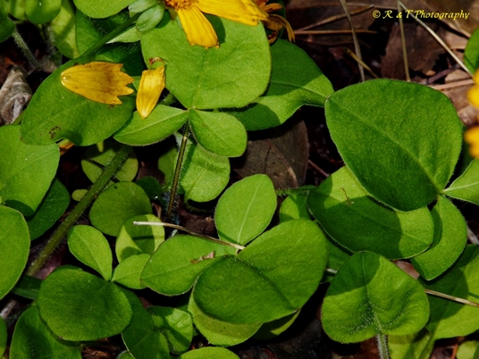 {Coreopsis auriculata}